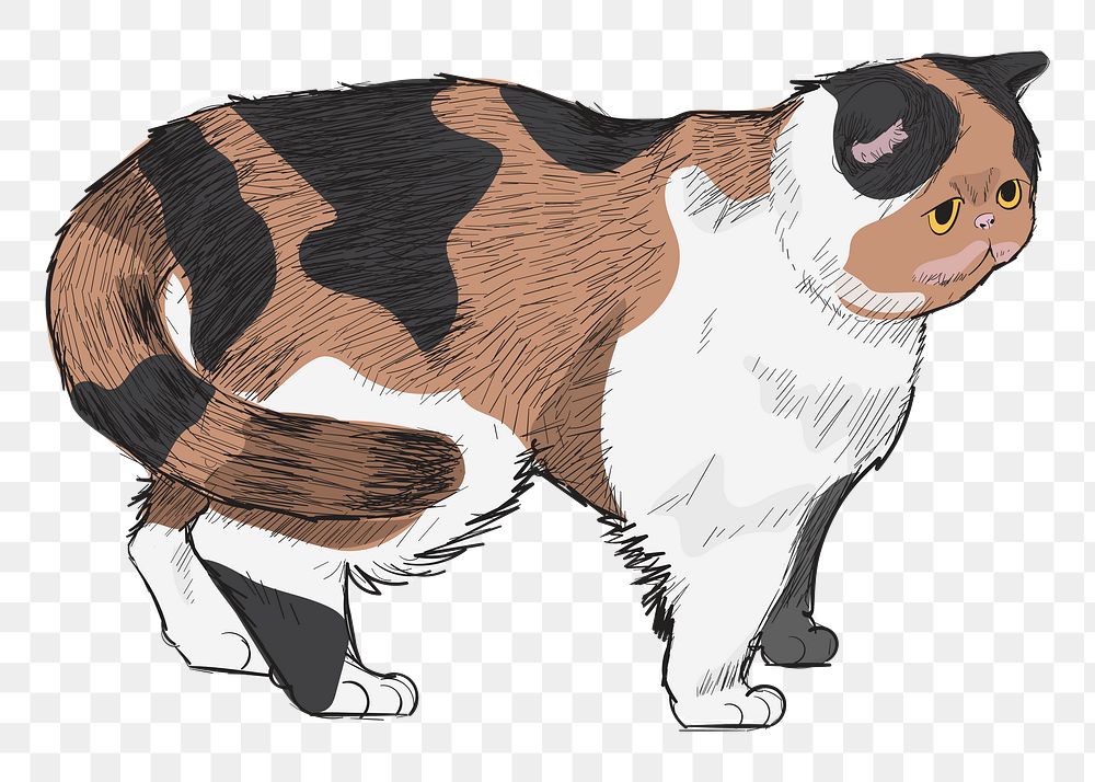 Png Exotic Shorthair cat  animal illustration, transparent background