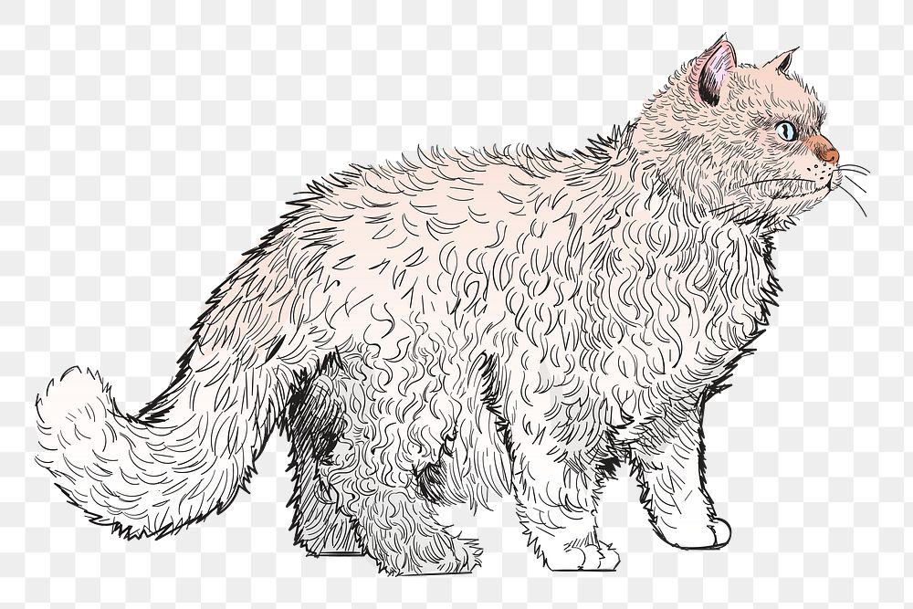 Png Selkirk Rex Shorthair cat  animal illustration, transparent background