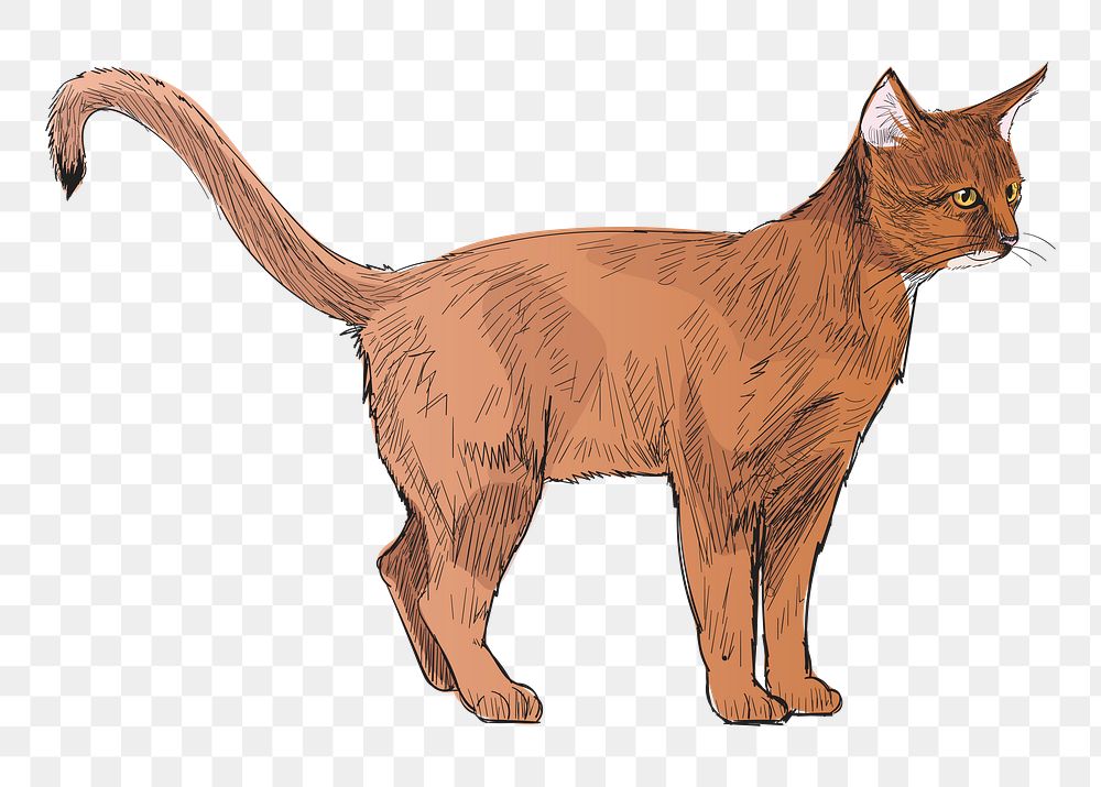 Png Abyssinian cat  animal illustration, transparent background