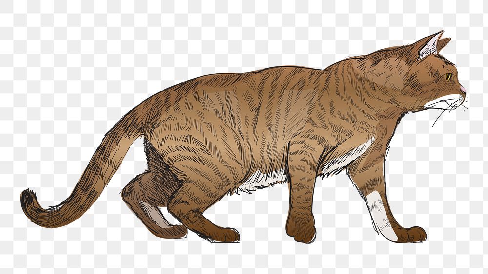 Png Toyger cat  animal illustration, transparent background