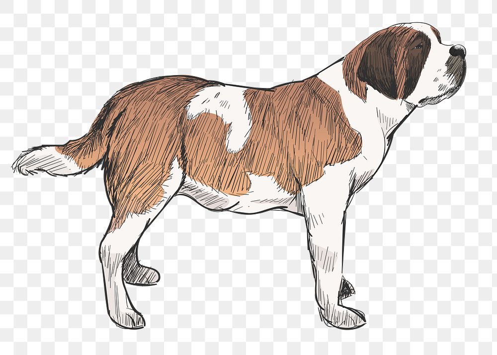 Png Saint Bernard dog  animal illustration, transparent background