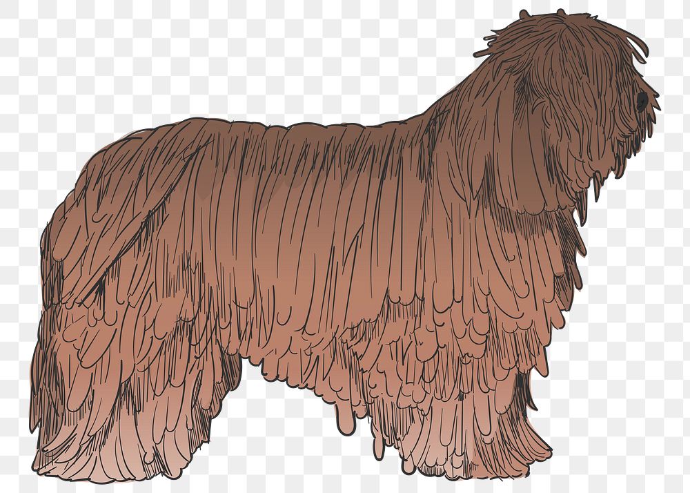 Png Briard dog  animal illustration, transparent background