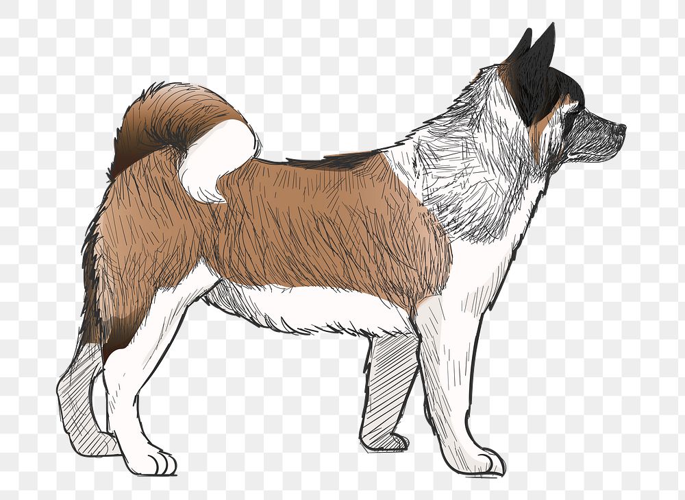 Png Akita dog  animal illustration, transparent background