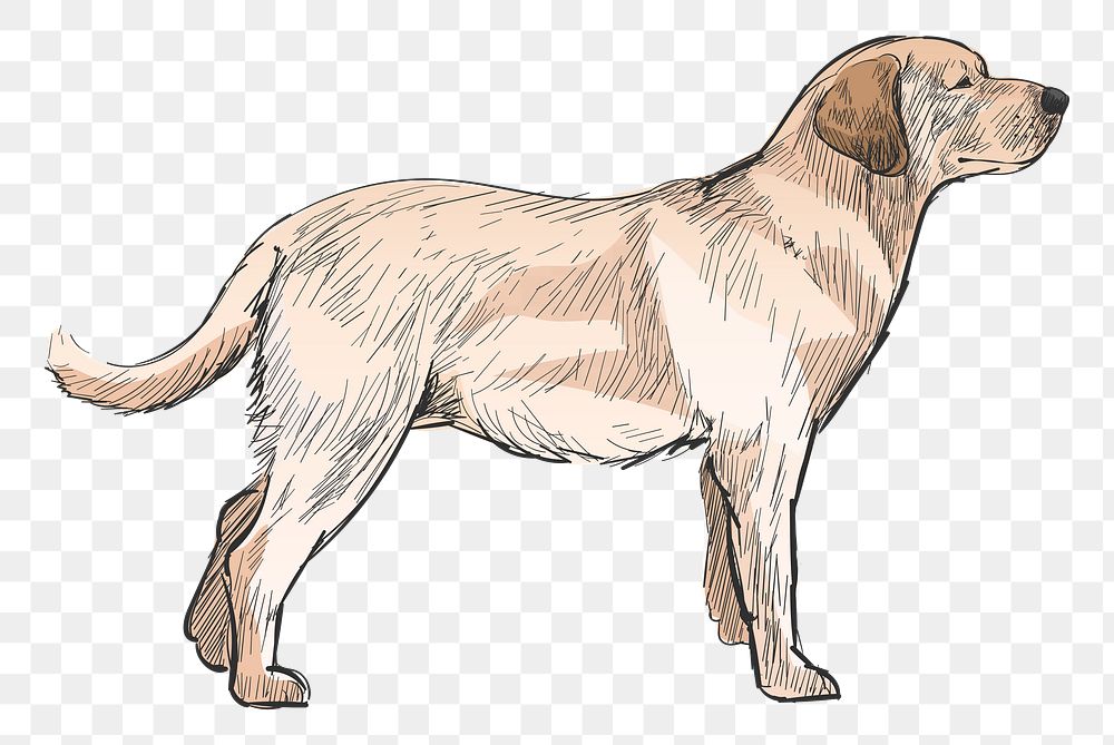 Png Labrador dog  animal illustration, transparent background