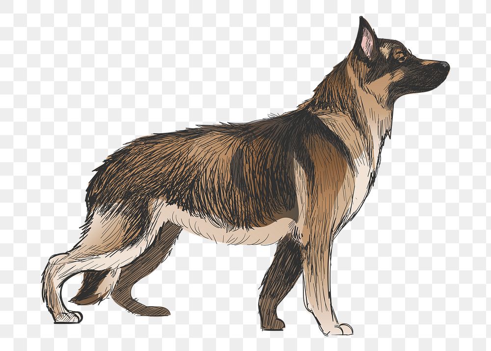 Png German Shepherd dog  animal illustration, transparent background
