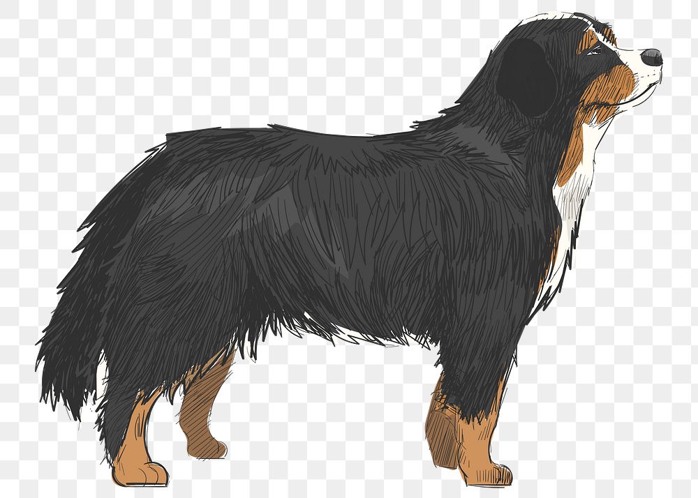 Png Bernese Mountain Dog  animal illustration, transparent background