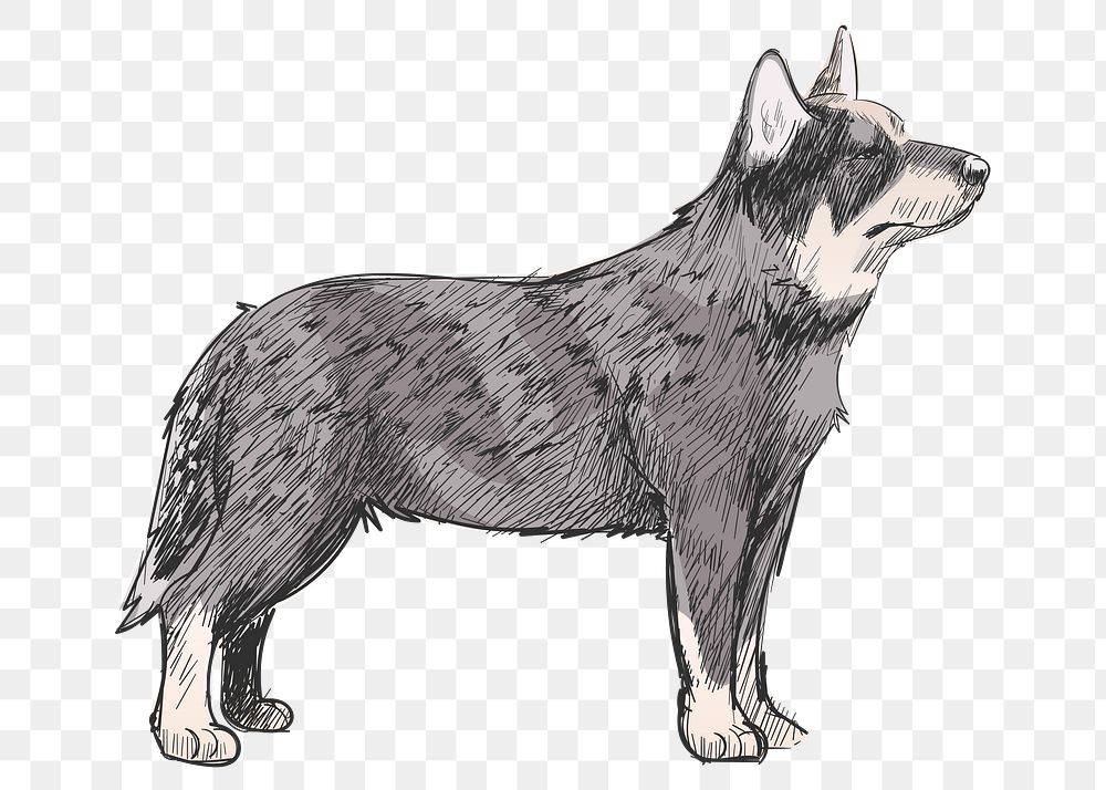 Png Cattle dog  animal illustration, transparent background