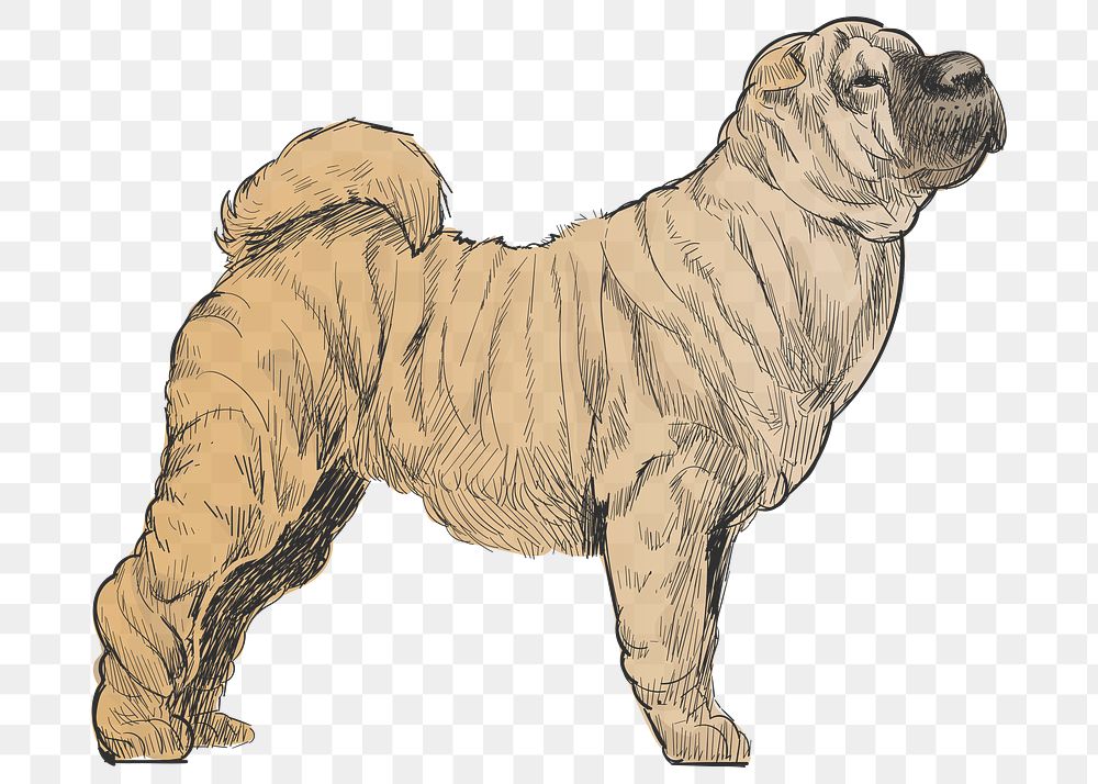 Png Shar Pei dog  animal illustration, transparent background