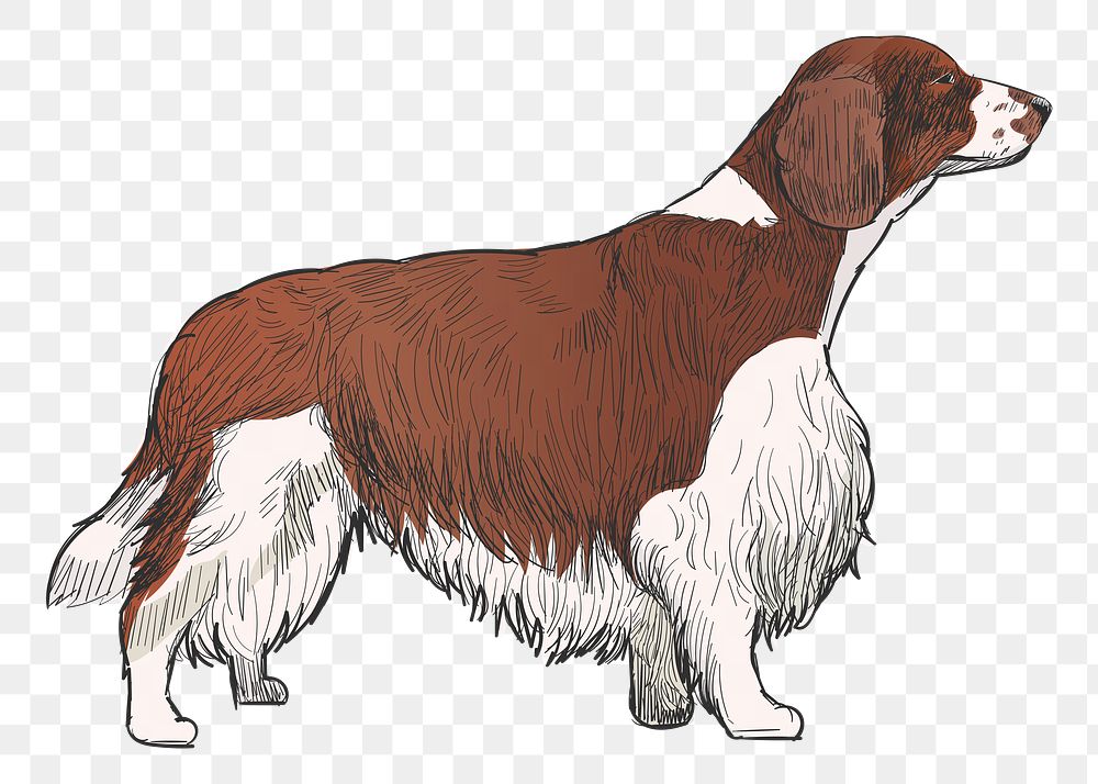 Png Spaniel Welsh Springer dog  animal illustration, transparent background