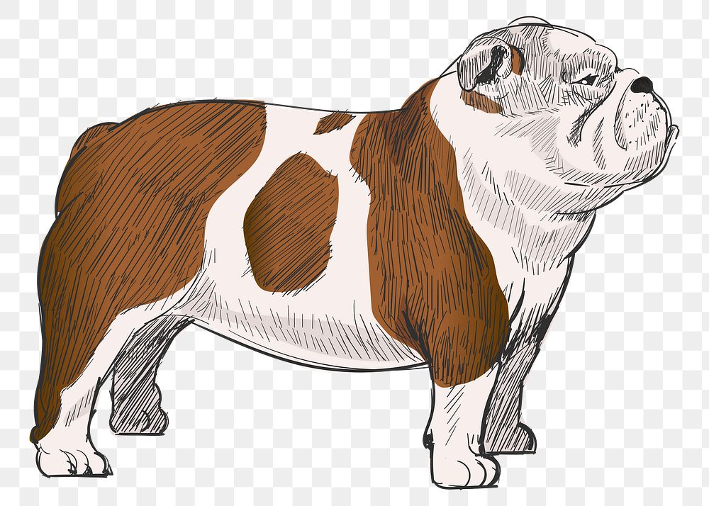 Png Chubby Bulldog  animal illustration, transparent background