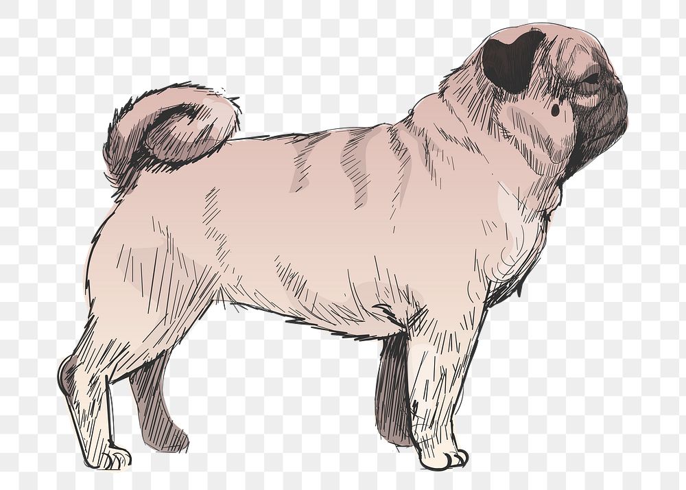 Png Pug dog  animal illustration, transparent background