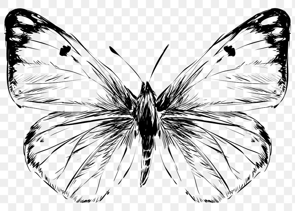 Png beautiful butterfly  animal illustration, transparent background