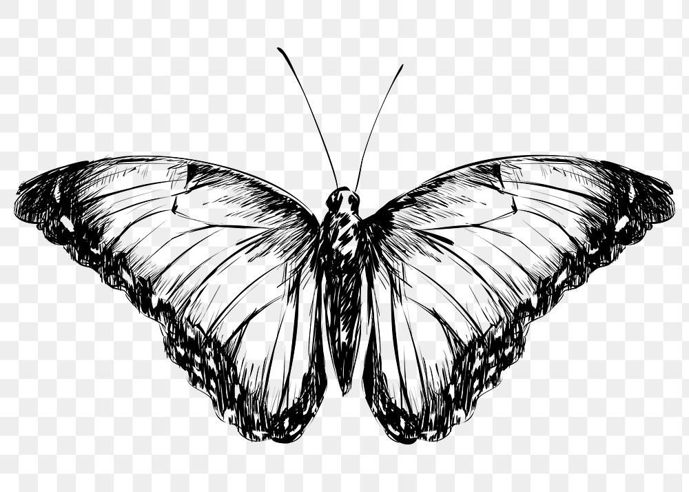 Png Blue Morpho butterfly  animal illustration, transparent background
