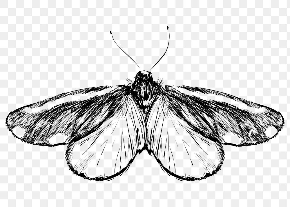Png Cinnabar moth  animal illustration, transparent background