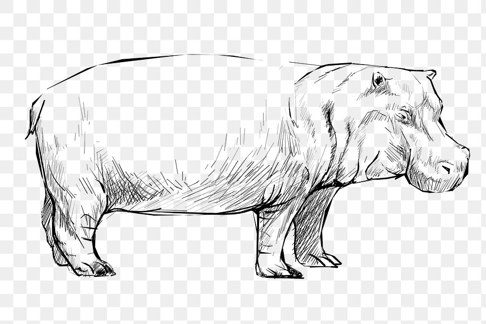 Png Hippopotamus sketch  animal illustration, transparent background