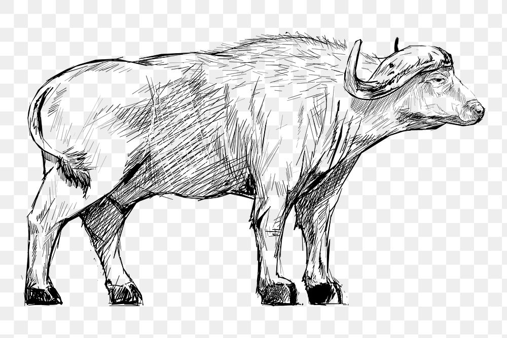 Png buffalo sketch  animal illustration, transparent background