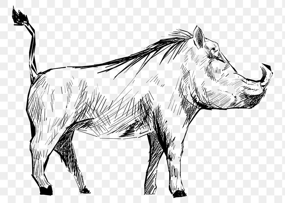 Png warthog sketch  animal illustration, transparent background