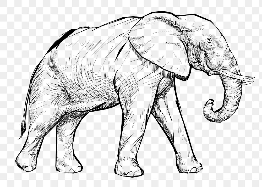 Png Elephant sketch  animal illustration, transparent background