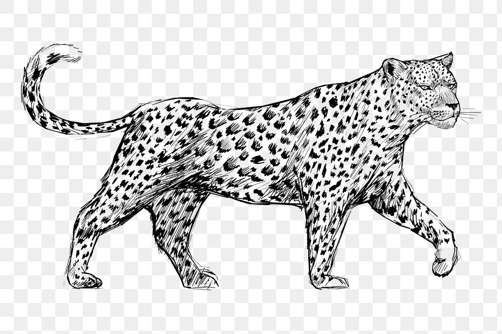 Png leopard sketch  animal illustration, transparent background