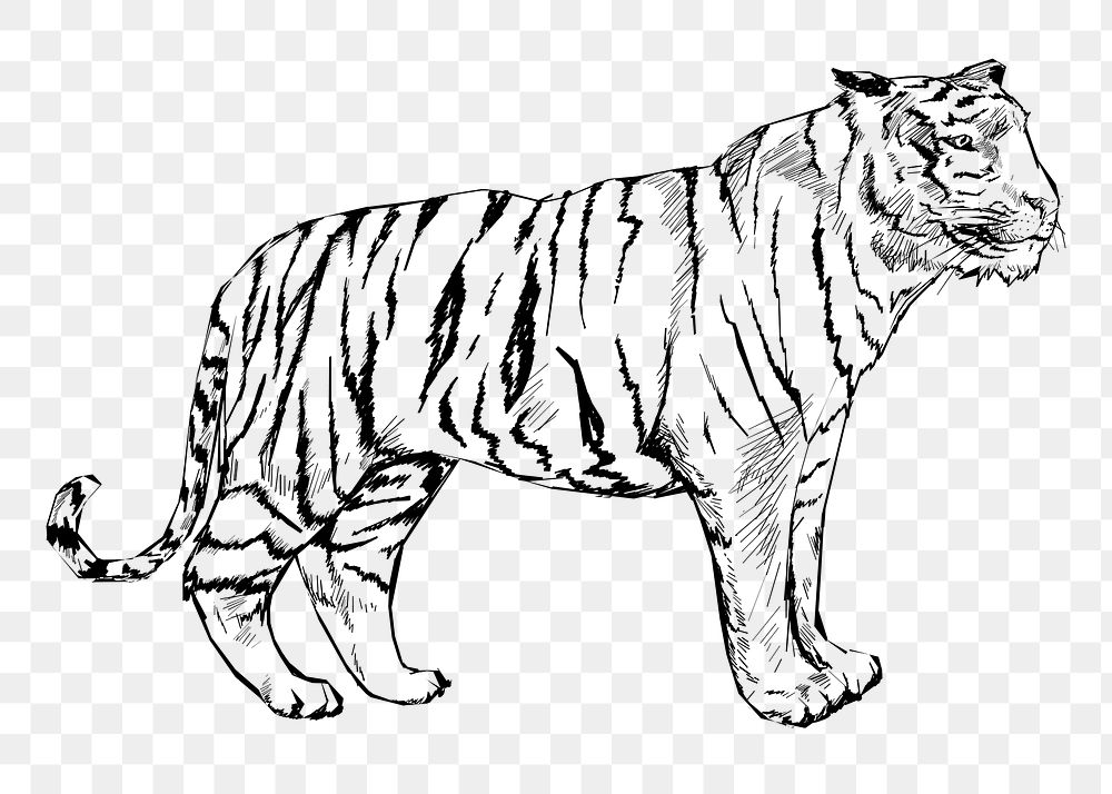 Png tiger sketch  animal illustration, transparent background