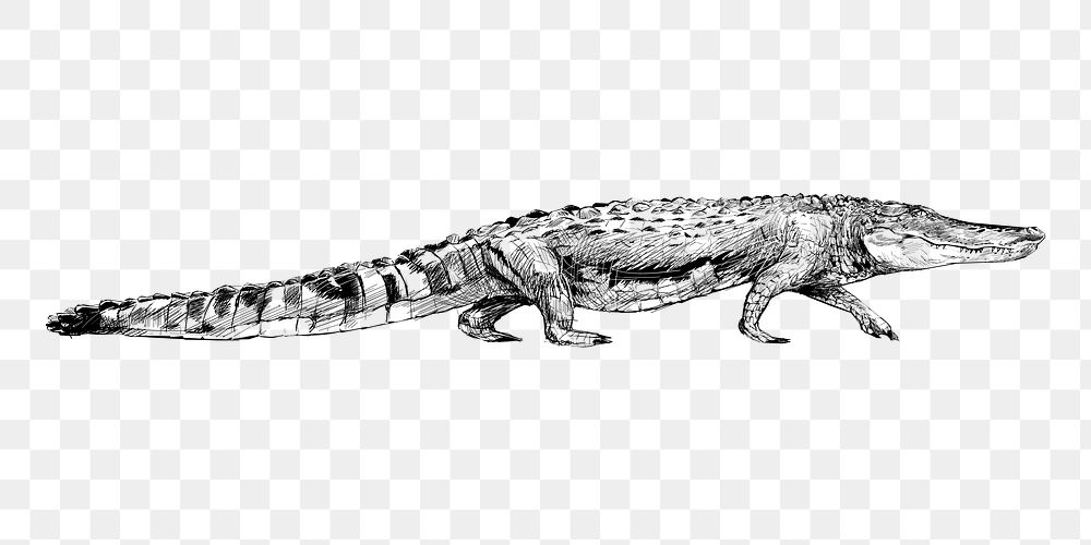Png crocodile sketch  animal illustration, transparent background