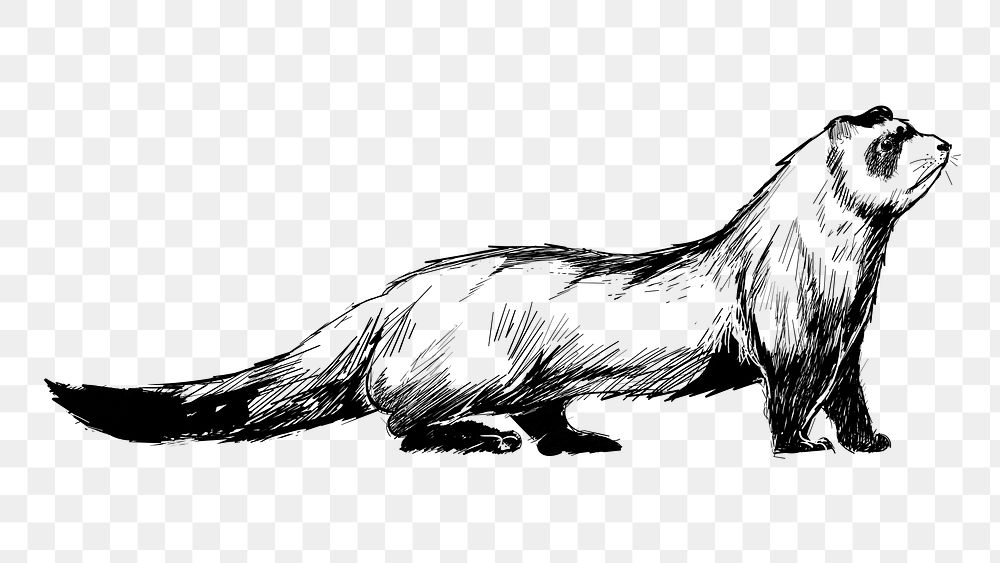 Png cute ferret sketch  animal illustration, transparent background