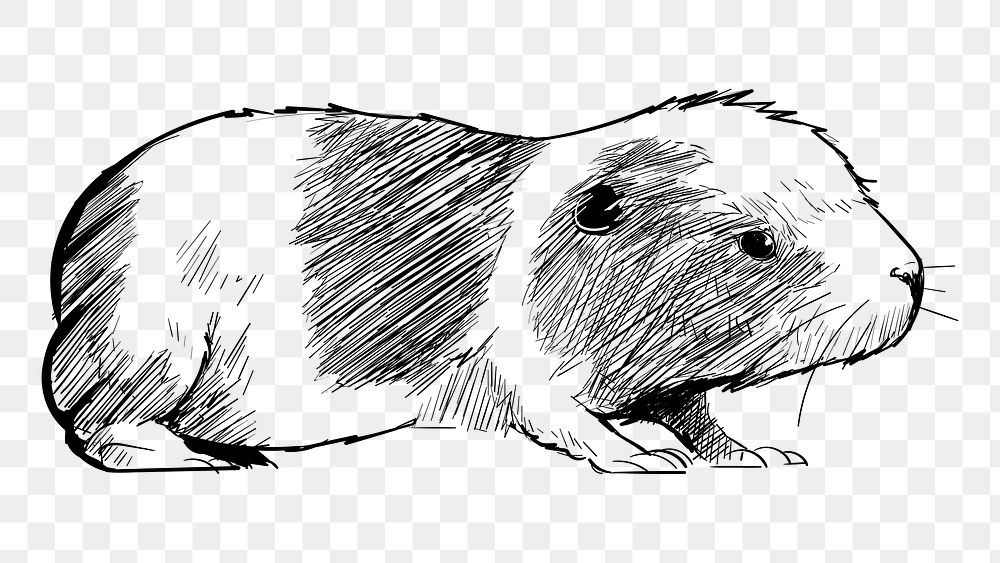 Png hamster sketch  animal illustration, transparent background