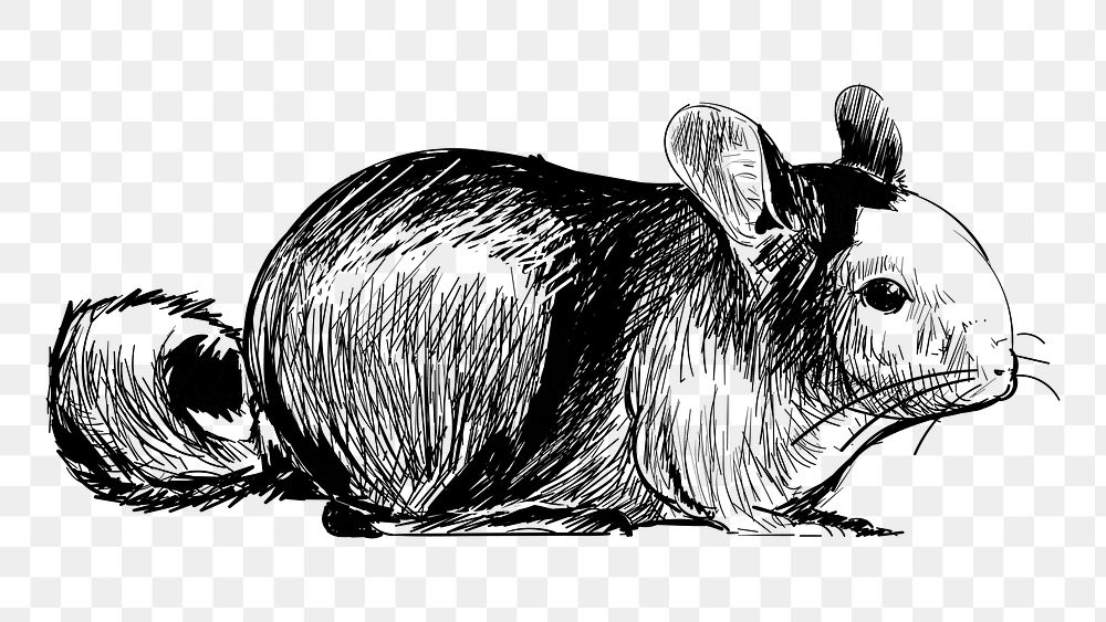 Png cute chinchilla sketch  animal illustration, transparent background