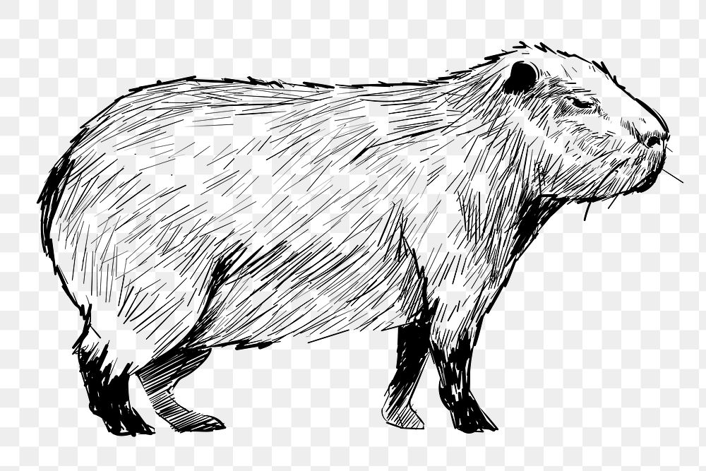 Png Capybara walking sketch  animal illustration, transparent background