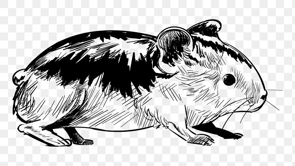 Png Guinea pig animal illustration, transparent background