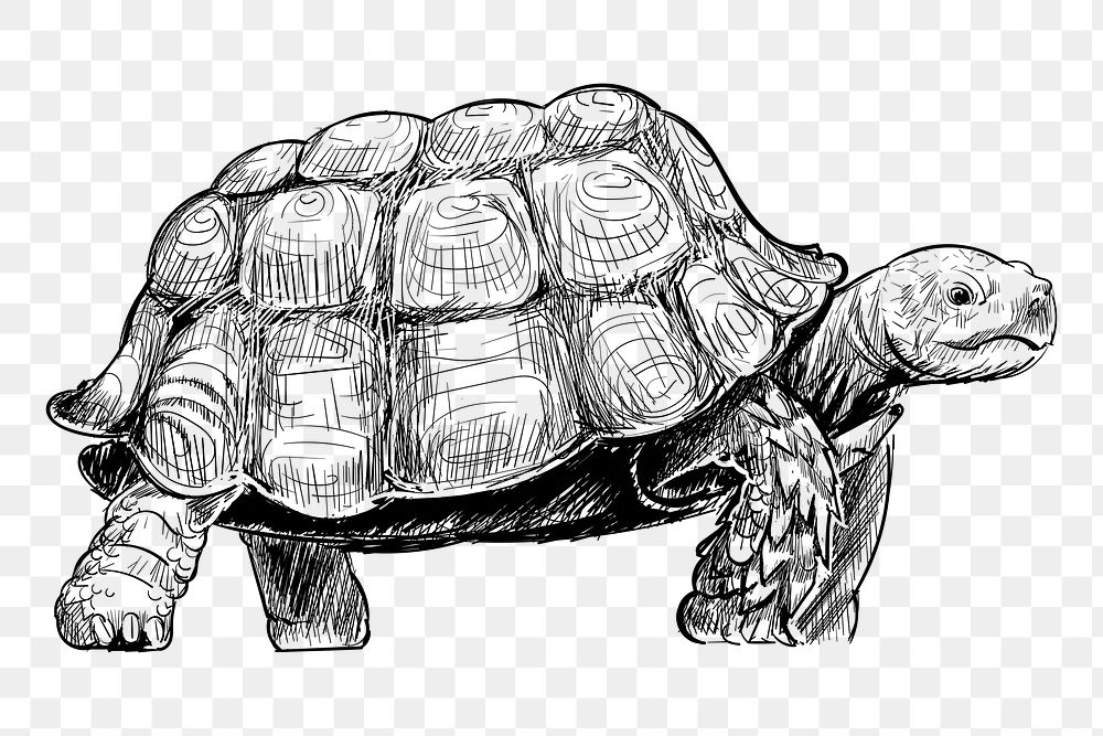 Png turtle walking  animal illustration, transparent background