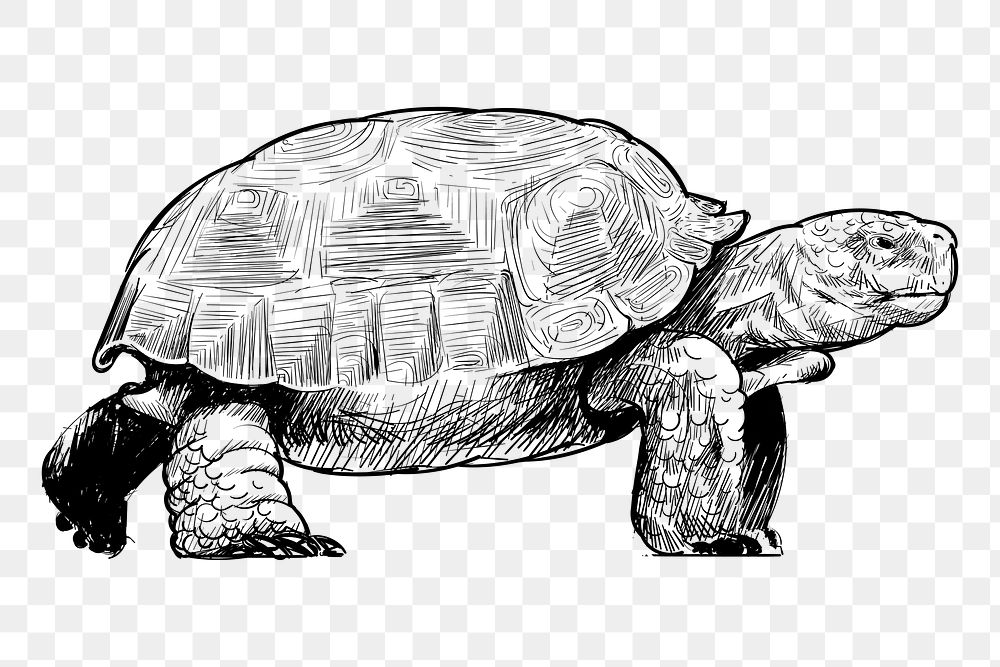 Png turtle sketch  animal illustration, transparent background