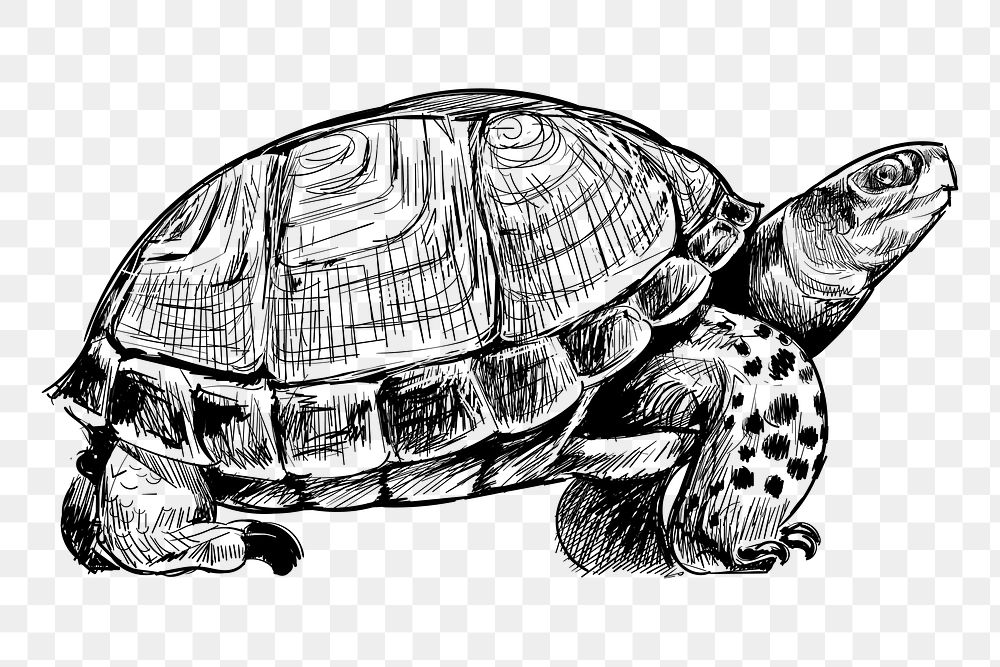 Png turtle sketch  animal illustration, transparent background