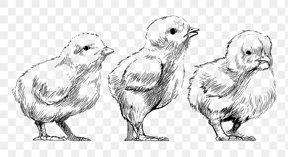 Png baby chicks sketch  animal illustration, transparent background