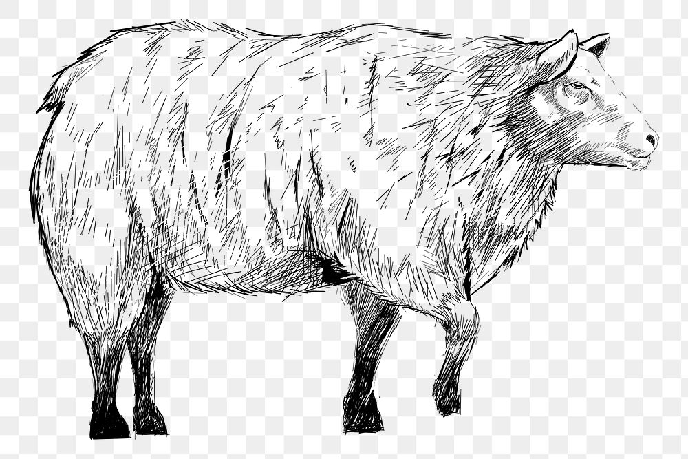 Png Sheep sketch  animal illustration, transparent background