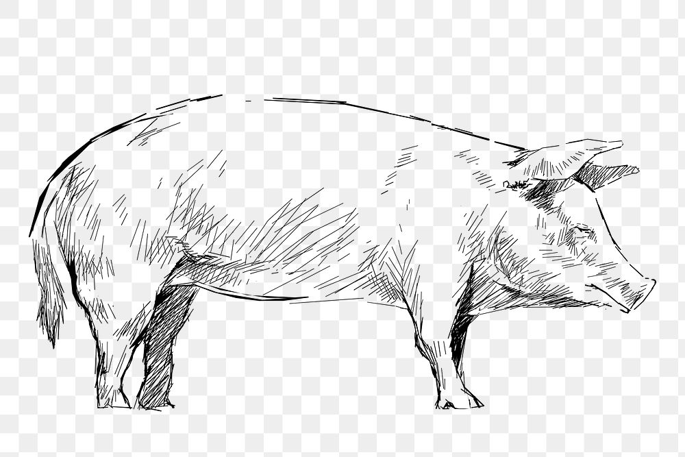 Png pig sketch  animal illustration, transparent background