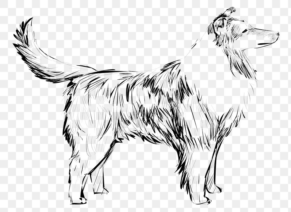 Png Shetland Sheepdog  animal illustration, transparent background