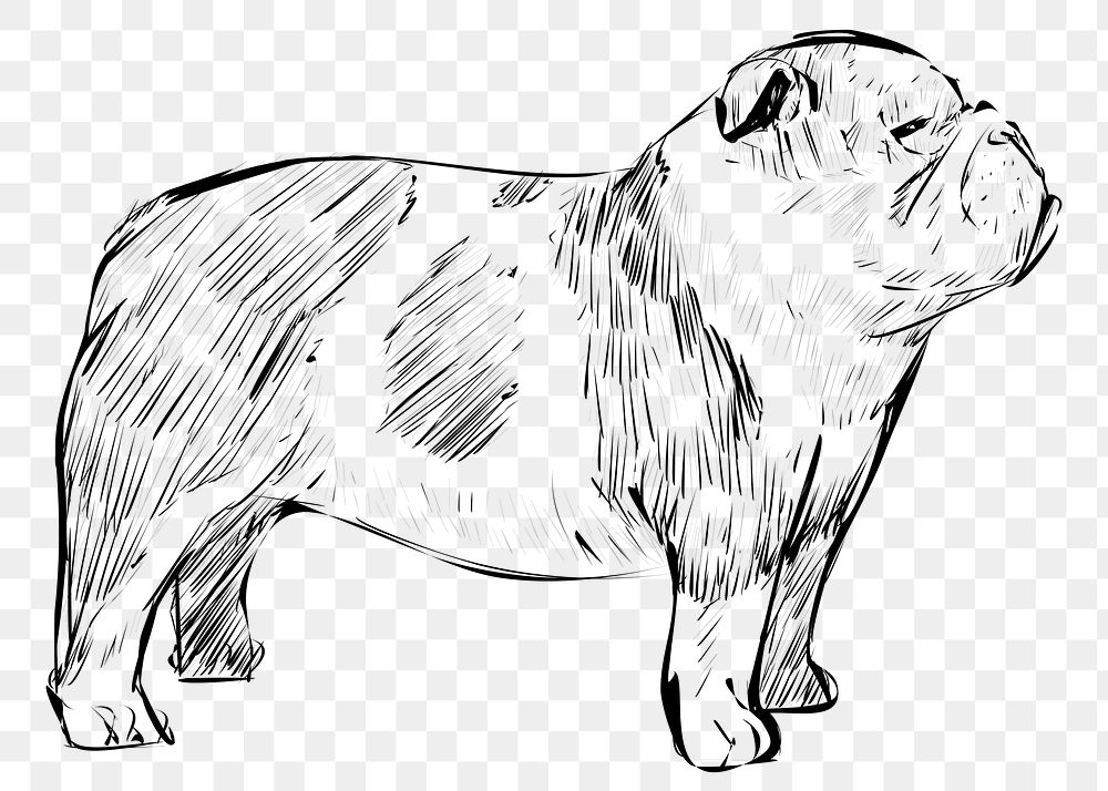 Png Bulldog  animal illustration, transparent background