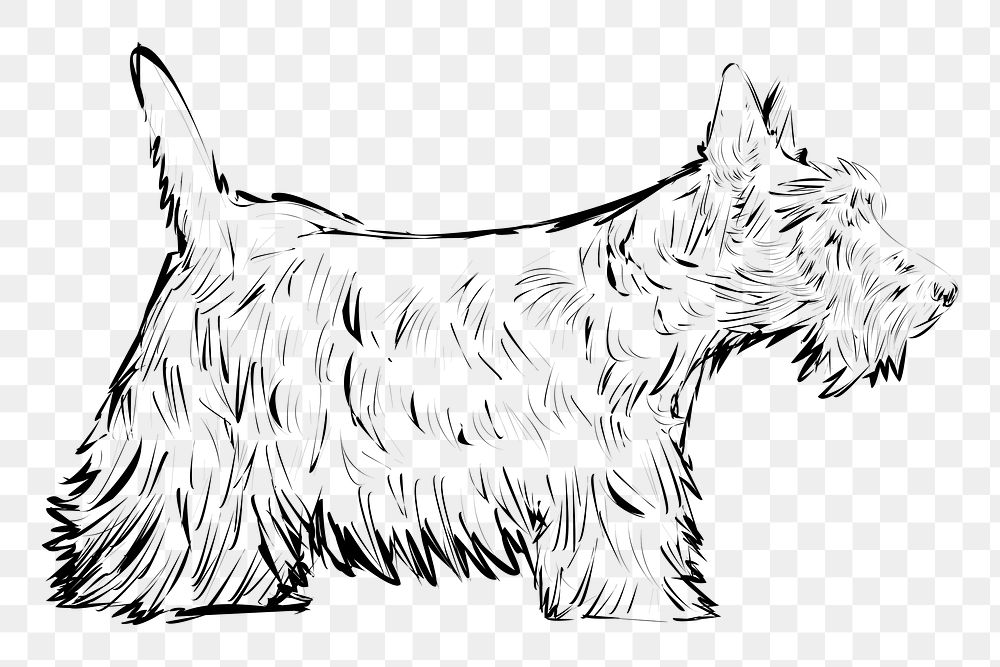 Png Scottish Terrier dog  animal illustration, transparent background