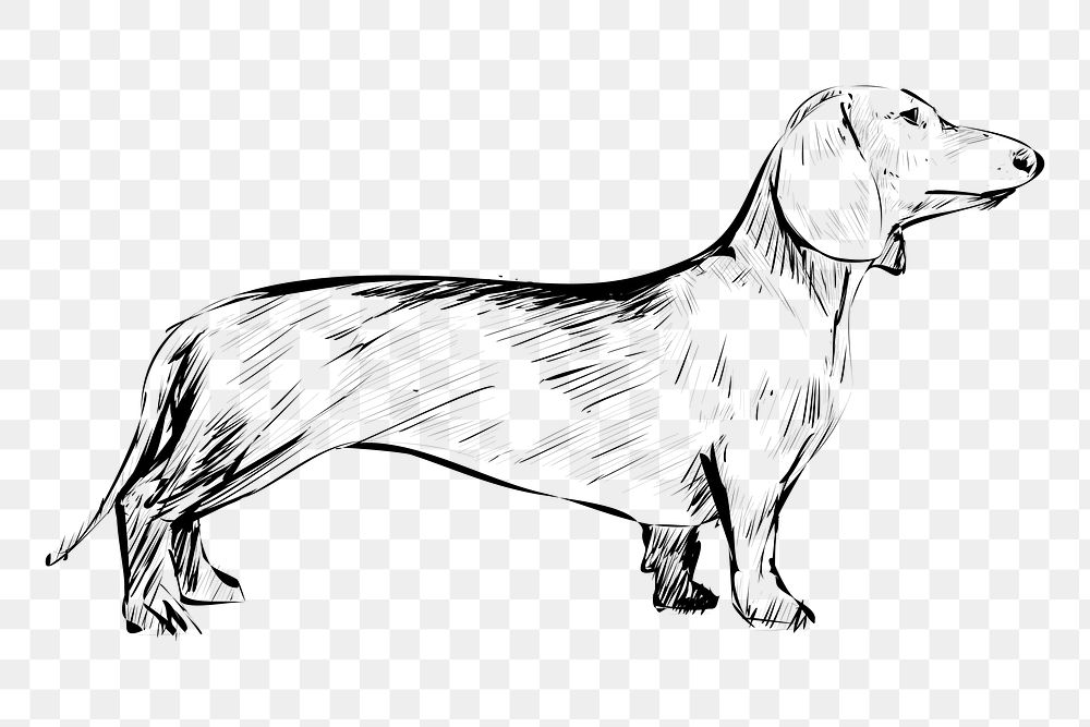 Png Dachshund dog animal illustration, transparent background