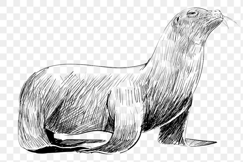 Png Sea Lion  animal illustration, transparent background