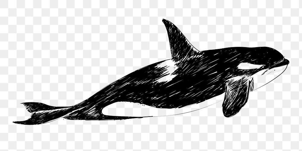 Png Killer whale  animal illustration, transparent background