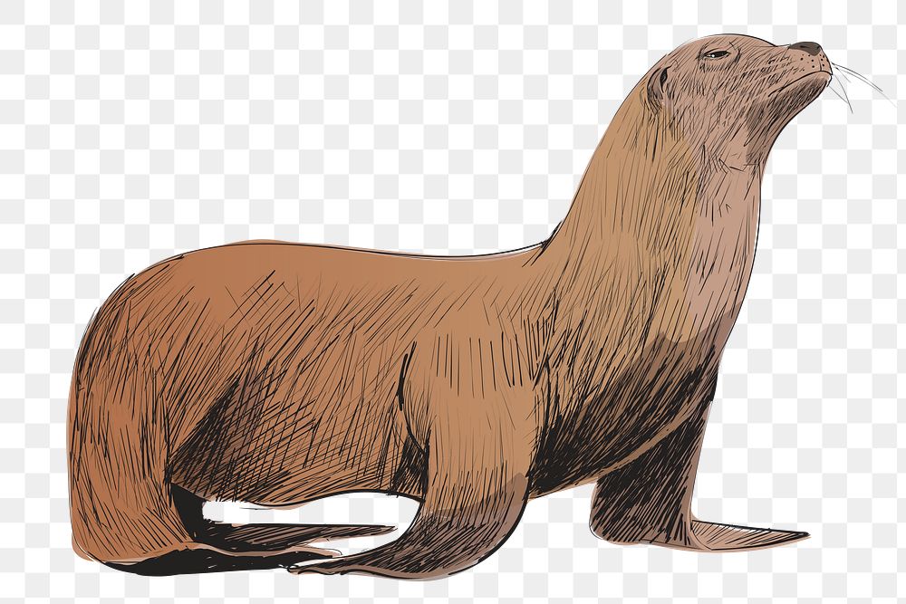 Png Sea Lion  animal illustration, transparent background