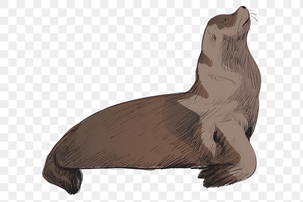 Png Sea Lion  animal illustration, transparent background