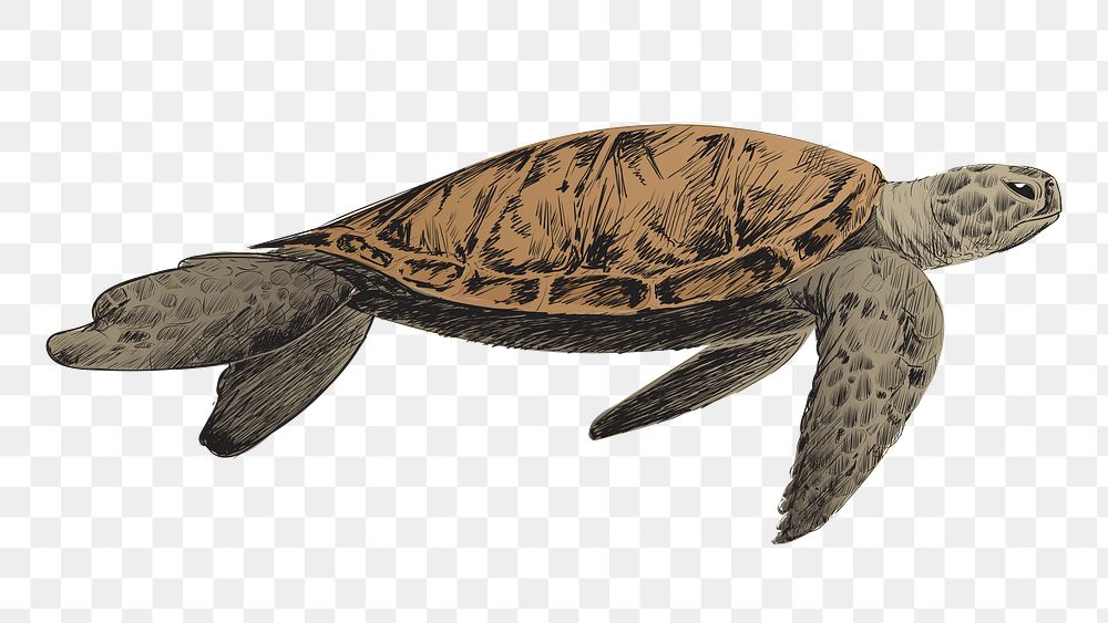 Png Sea turtle  animal illustration, transparent background