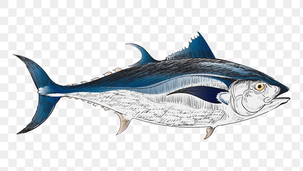 Png Tuna fish  animal illustration, transparent background
