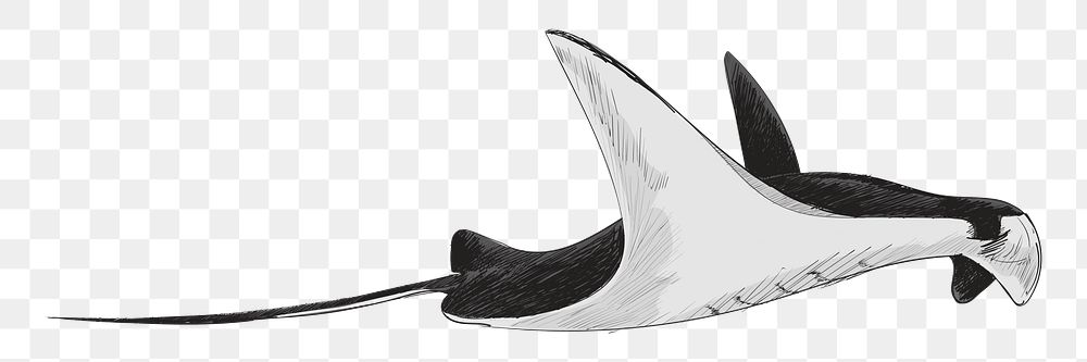 Png black Stingray  animal illustration, transparent background