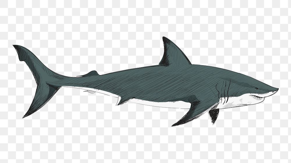 Png Great White Shark  animal illustration, transparent background