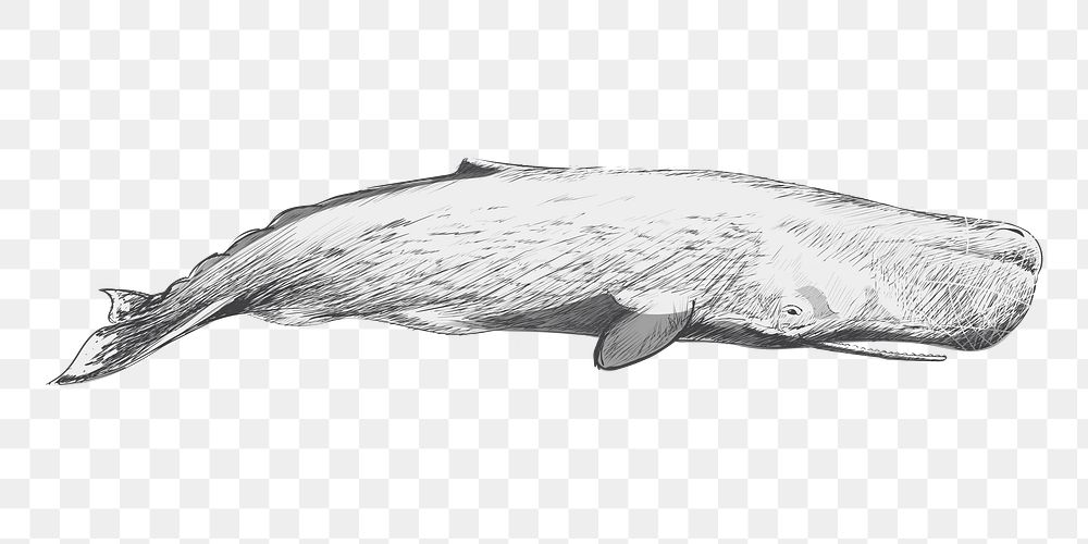 Png Sperm whale  animal illustration, transparent background