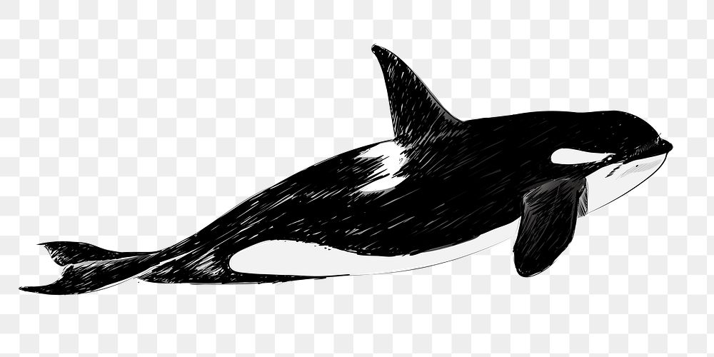 Png Killer whale  animal illustration, transparent background